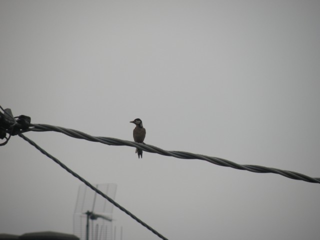 dalla finestra di casa...